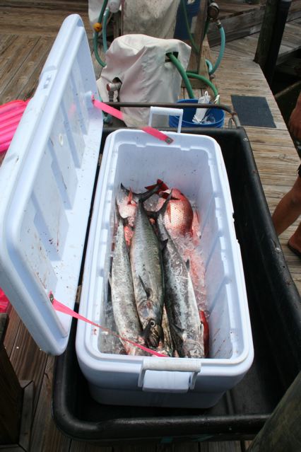 Wednesday's Catch