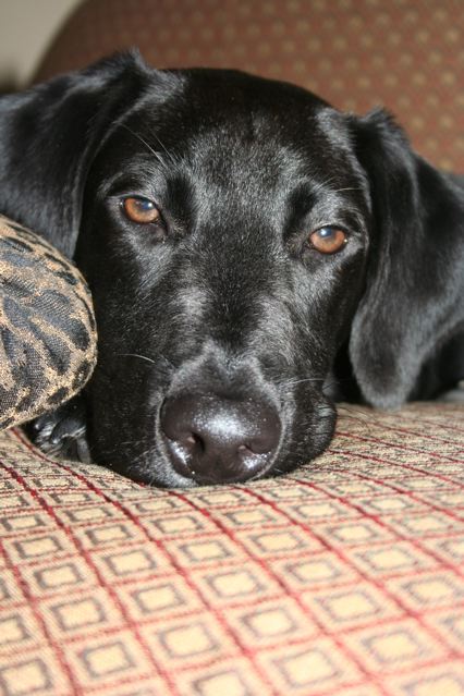 Roscoe