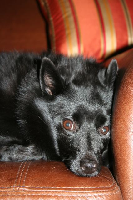 Gracie