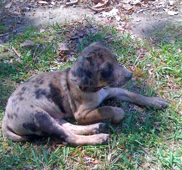 Catahoula.jpg
