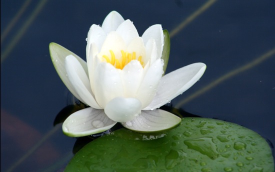 Lily