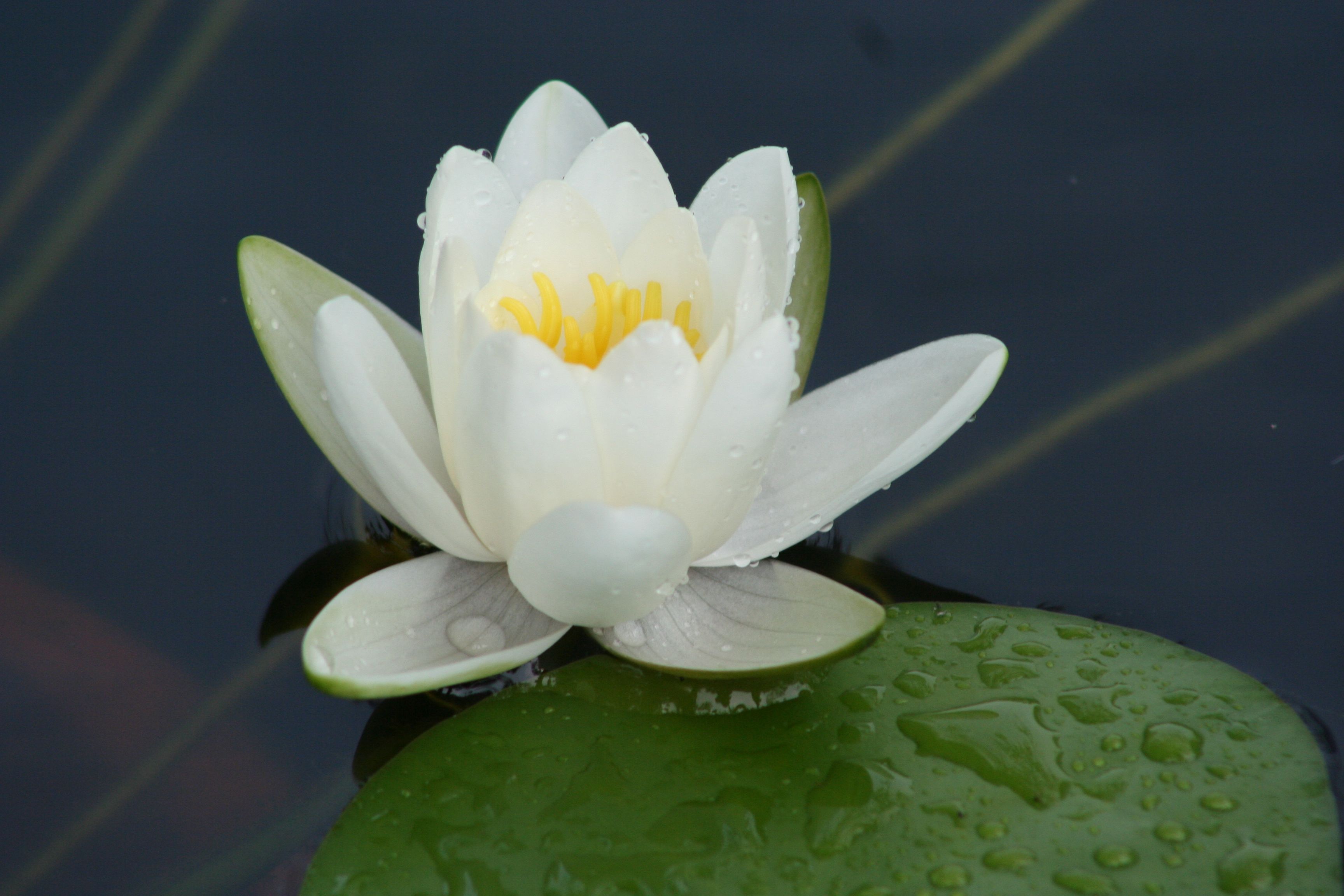 Lily