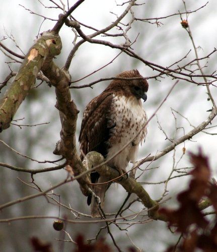 Hawk
